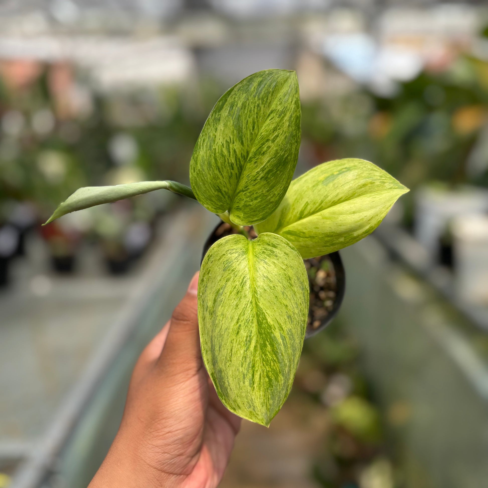 Scindapsus Aurea — photo 2
