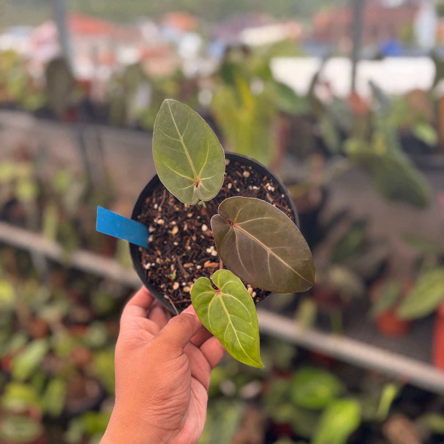 Anthurium Black Velvet x Portillae - Indonesian Rare Plants