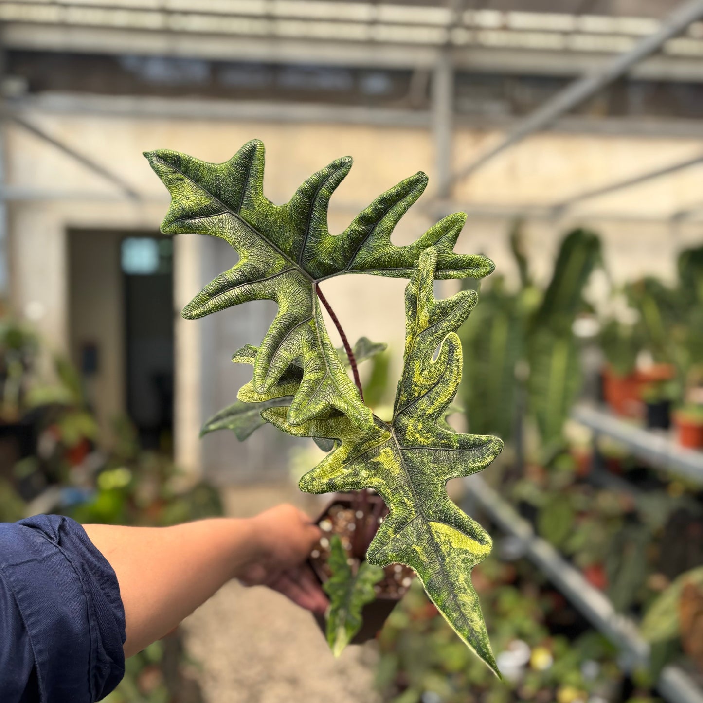 Alocasia jacklyn Variegated — rare Indonesian plant
