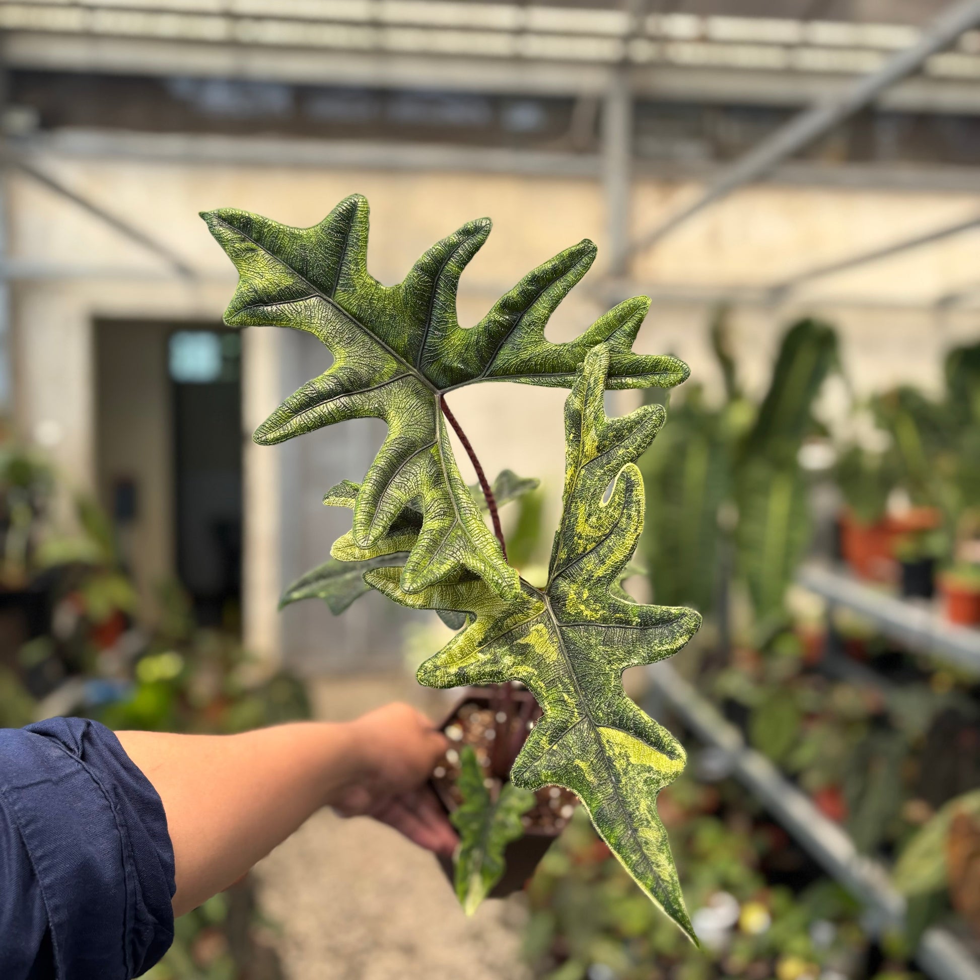 Alocasia jacklyn Variegated — rare Indonesian plant