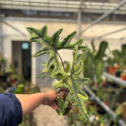 Alocasia jacklyn Variegated — rare Indonesian plant