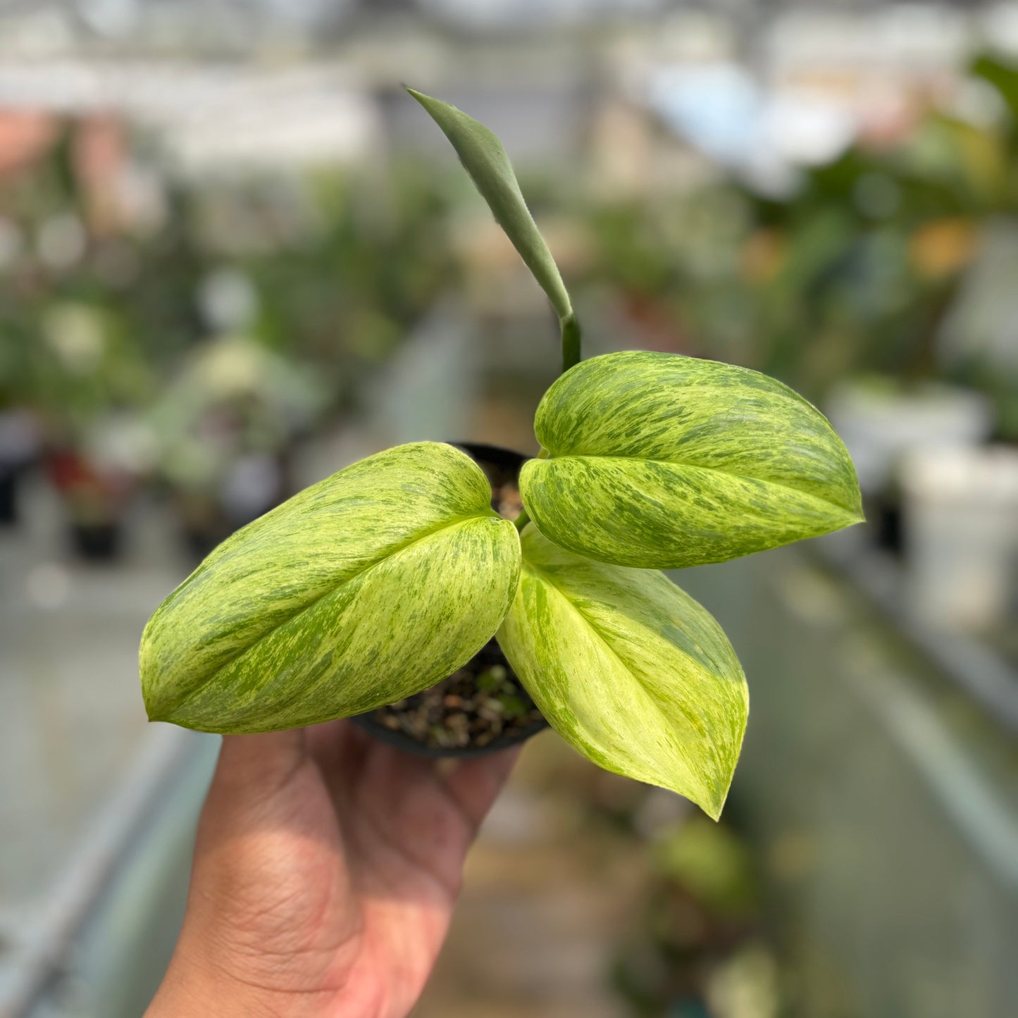 Scindapsus Aurea — rare Indonesian plant