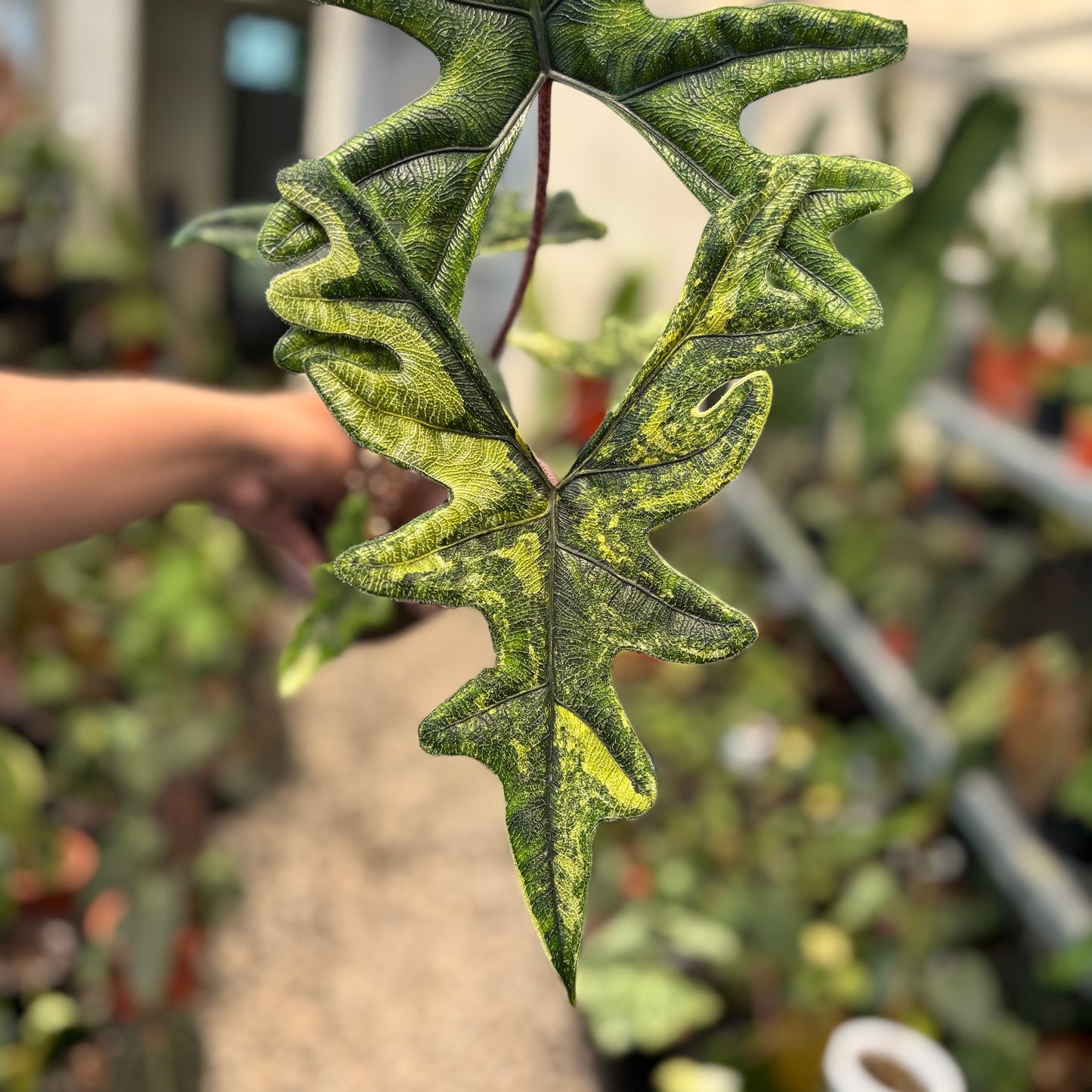 Alocasia jacklyn Variegated — photo 2