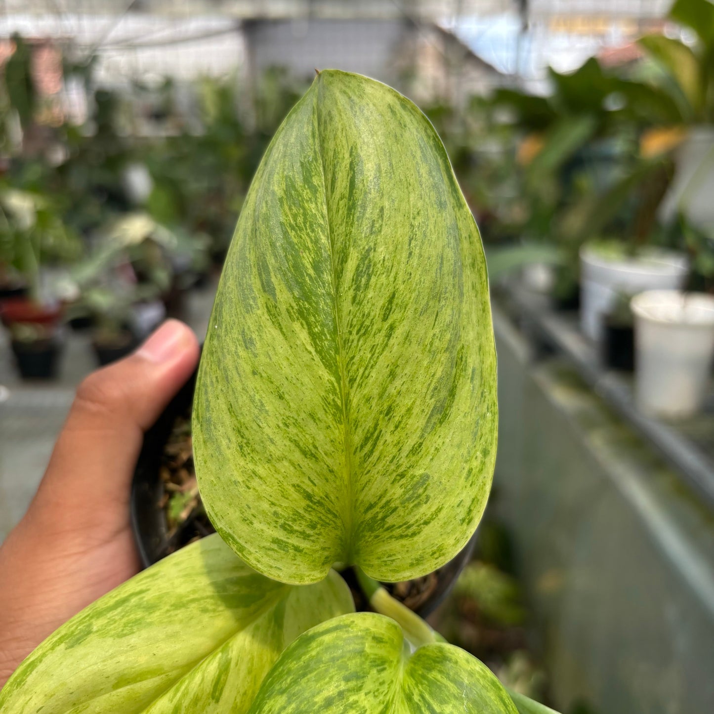 Scindapsus Aurea — photo 3