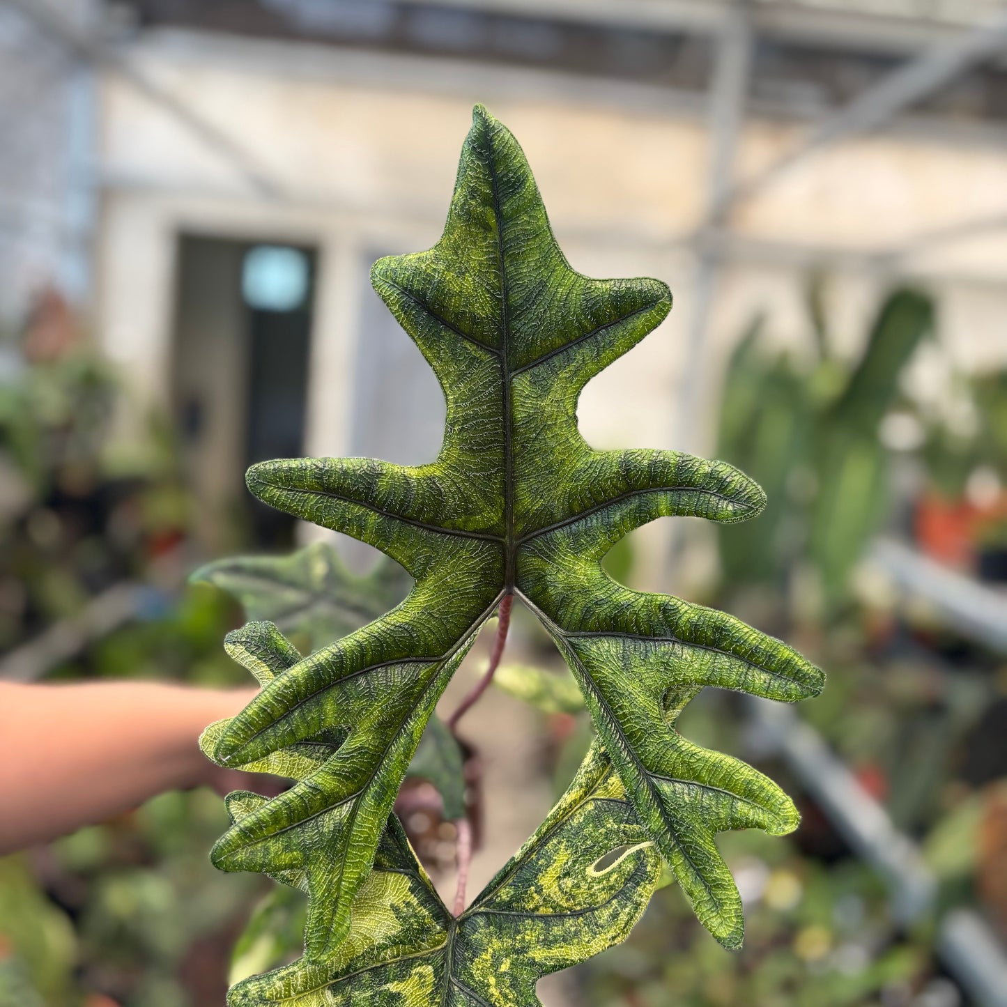 Alocasia jacklyn Variegated — photo 3