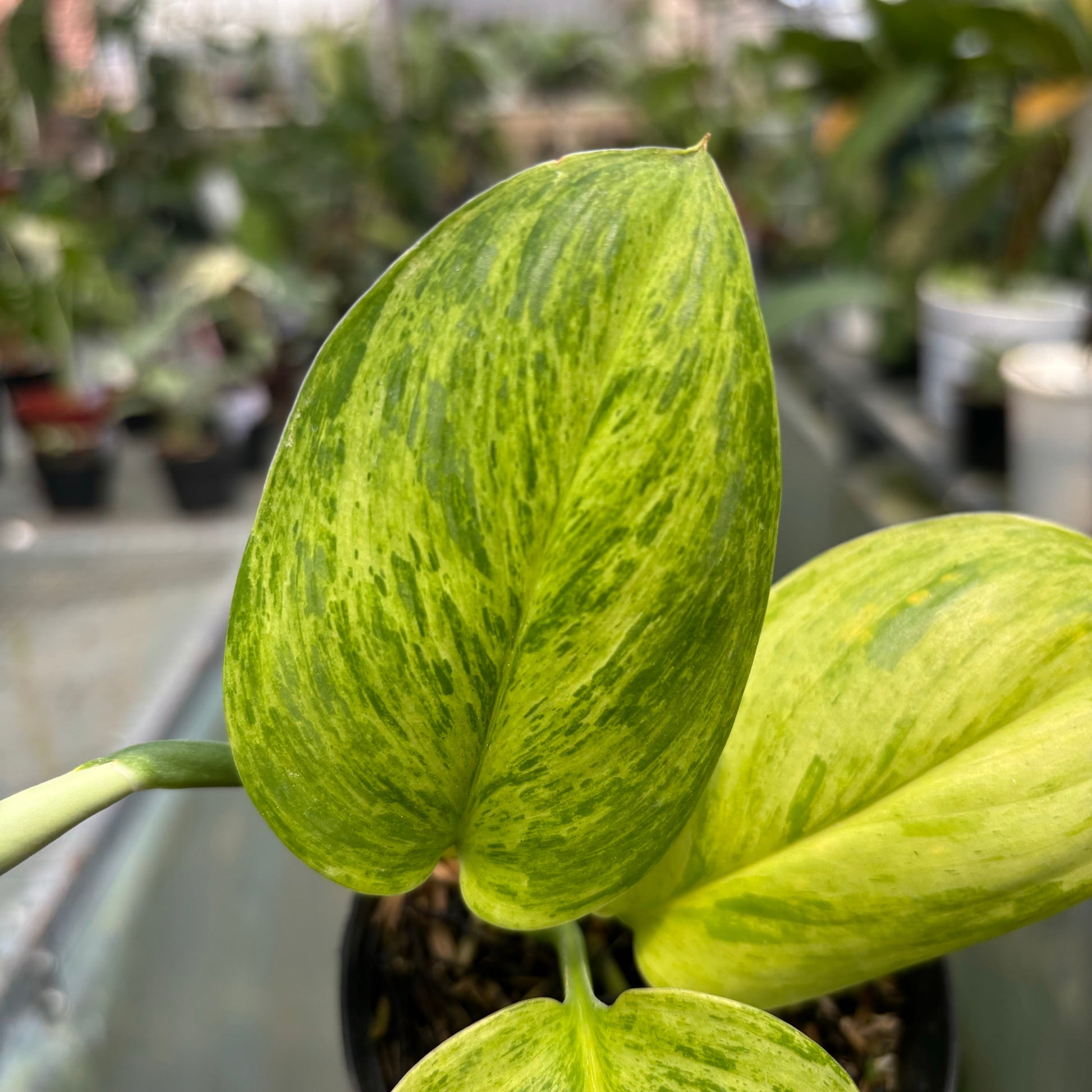 Scindapsus Aurea — photo 4
