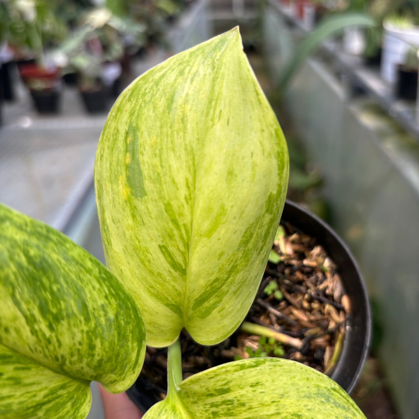 Scindapsus Aurea — photo 5