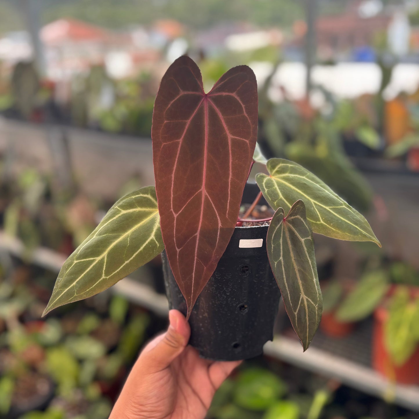 Anthurium BVIT x Zara Michelle Long - Indonesian Rare Plants