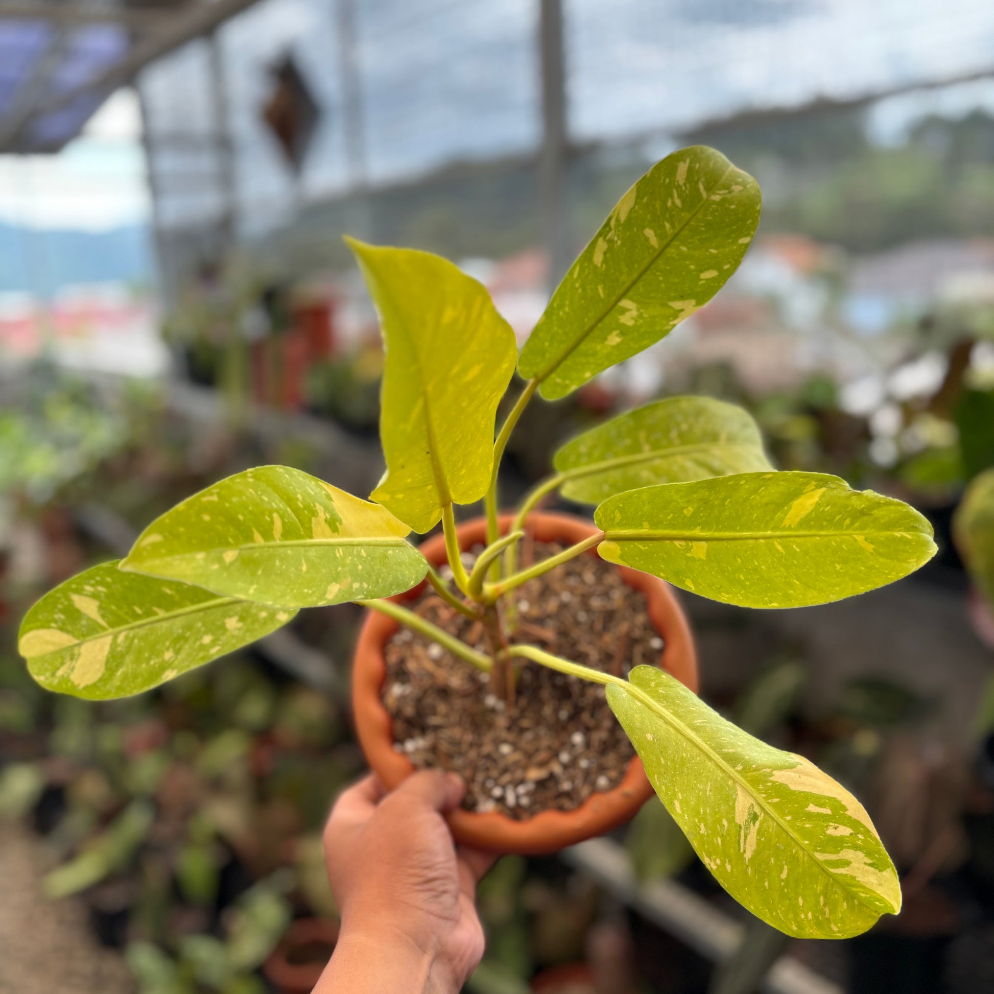 Philodendron Thai Sunrise - Indonesian Rare Plants
