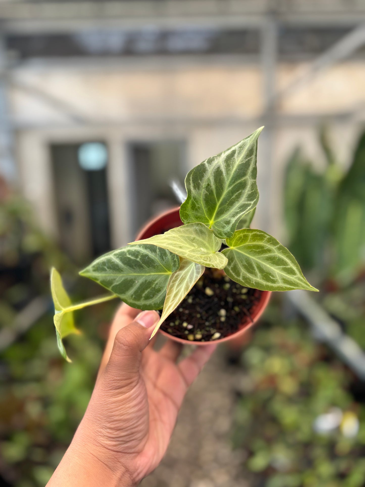 Anthurium Silver Tiger x Self — photo 3