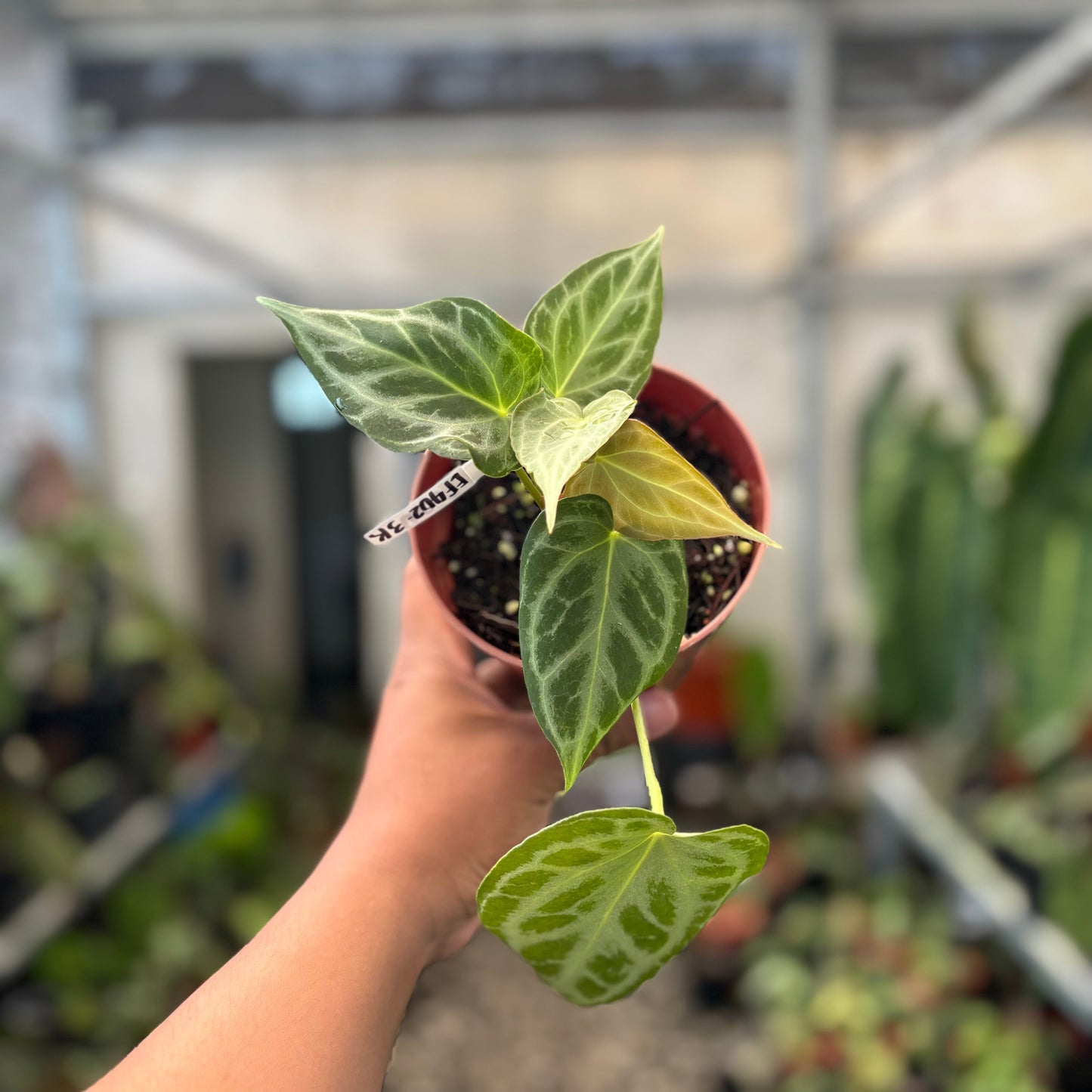 Anthurium Silver Tiger x Self — rare Indonesian plant