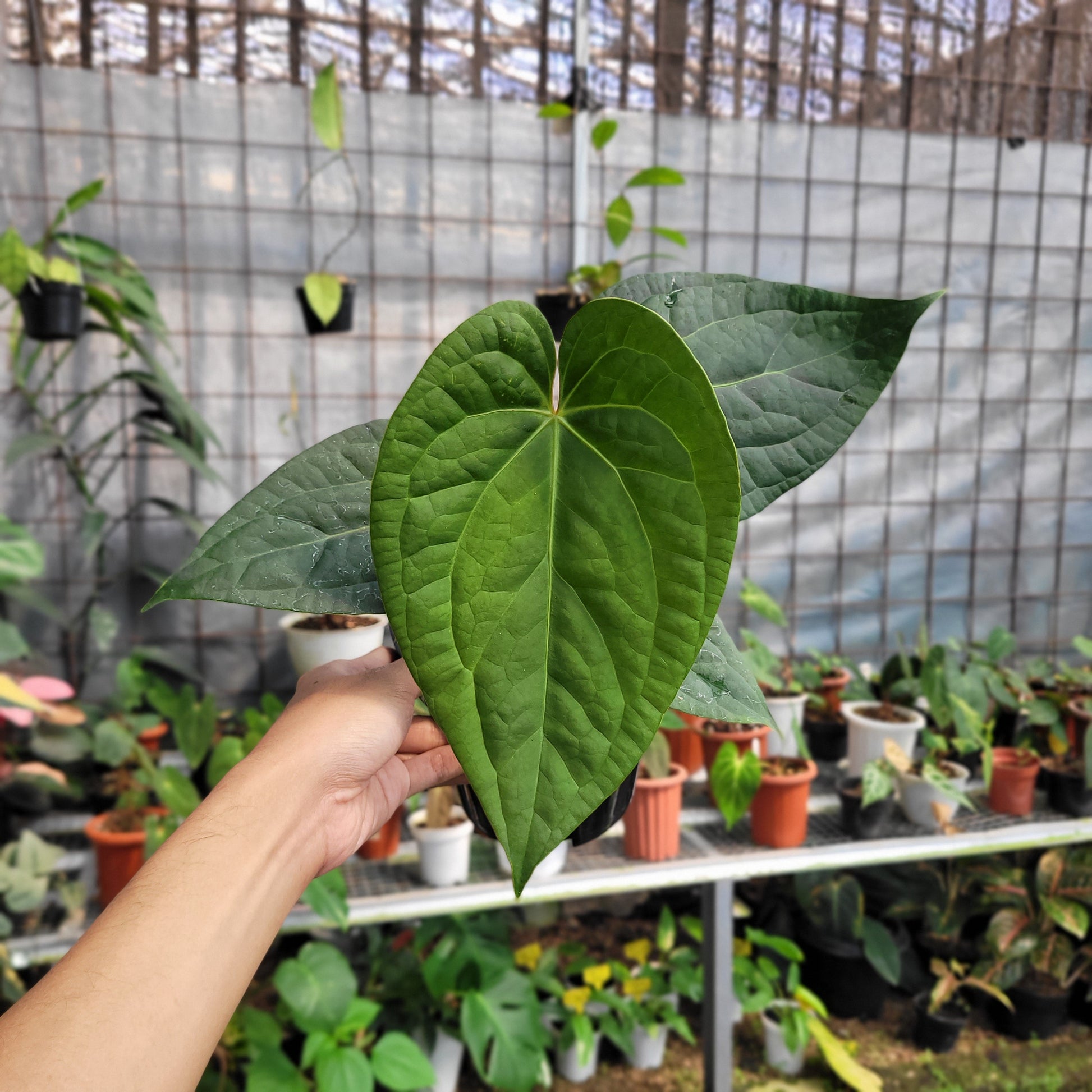 Anthurium Silver Chrome x Luxurian — photo 5