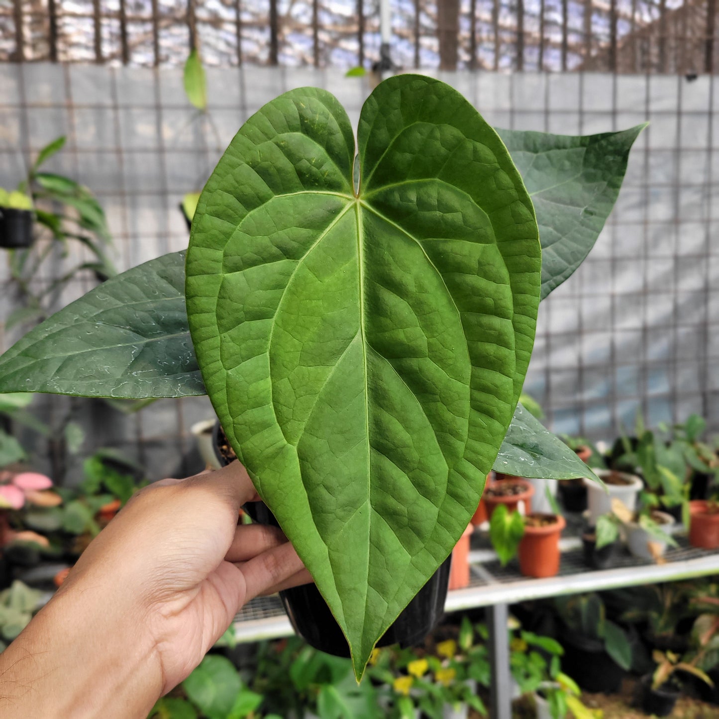 Anthurium Silver Chrome x Luxurian — rare Indonesian plant
