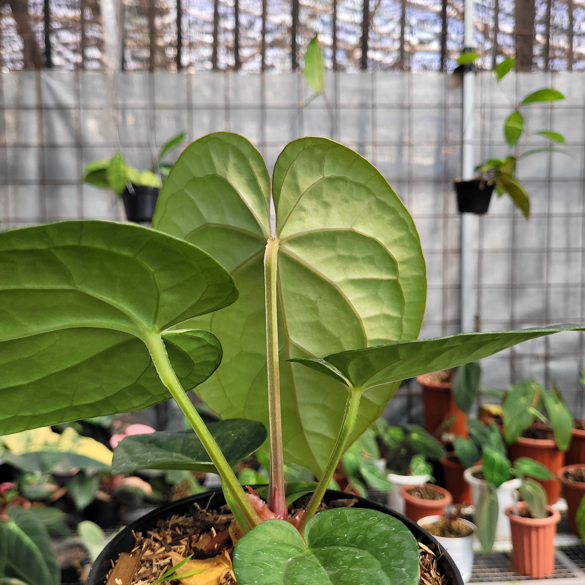 Anthurium Silver Chrome x Luxurian — photo 3