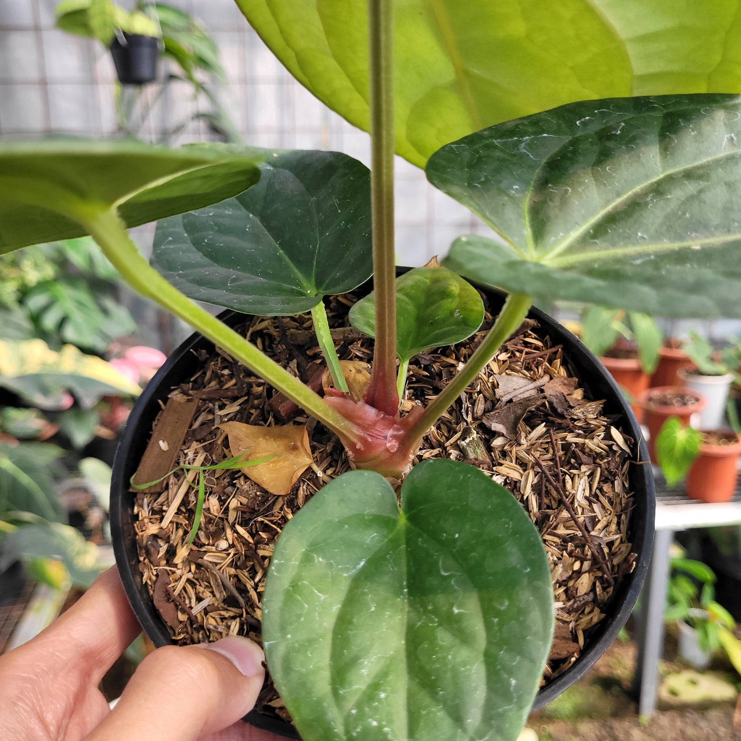 Anthurium Silver Chrome x Luxurian — photo 4