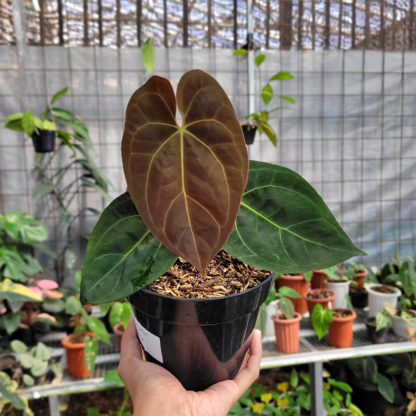 Anthurium dressleri indo type x Blue xone — rare Indonesian plant