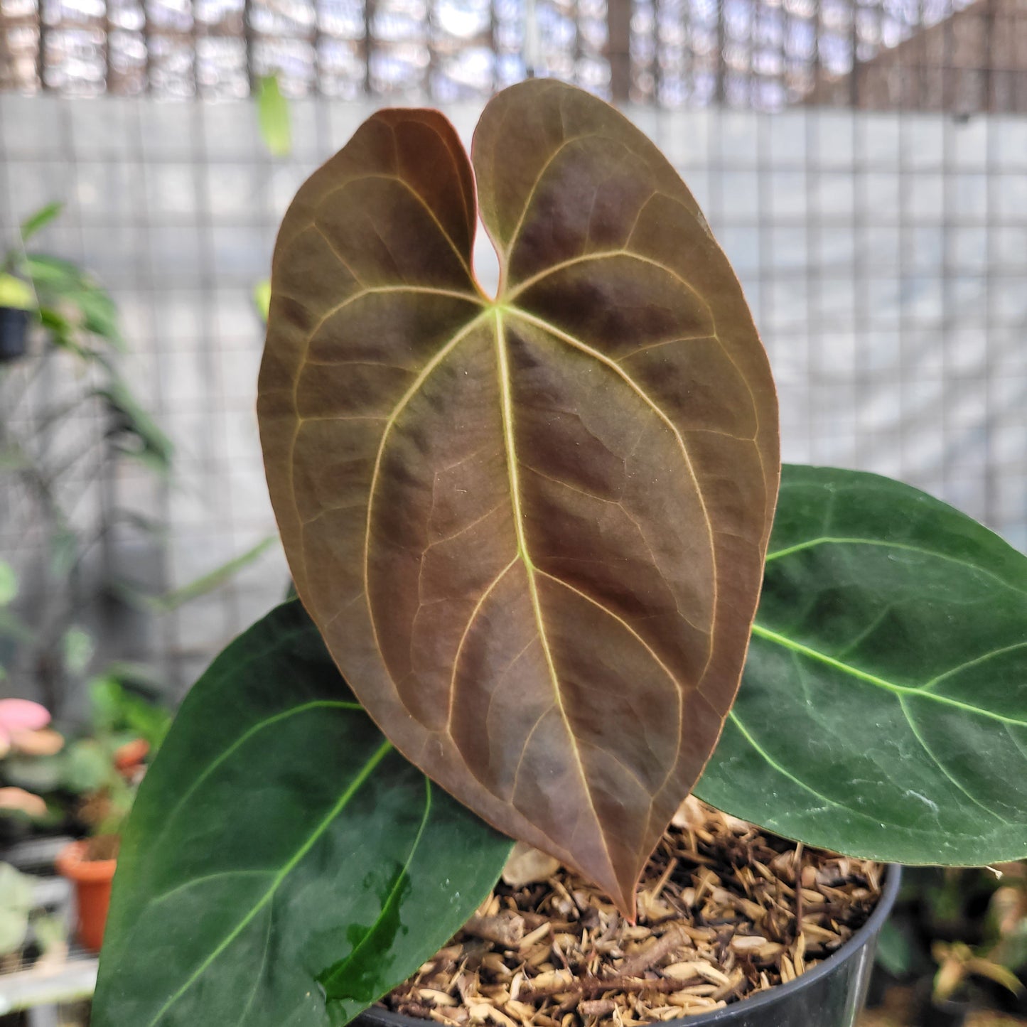 Anthurium dressleri indo type x Blue xone — photo 2