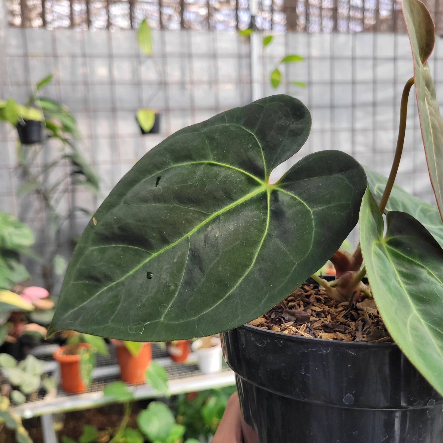 Anthurium dressleri indo type x Blue xone — photo 5