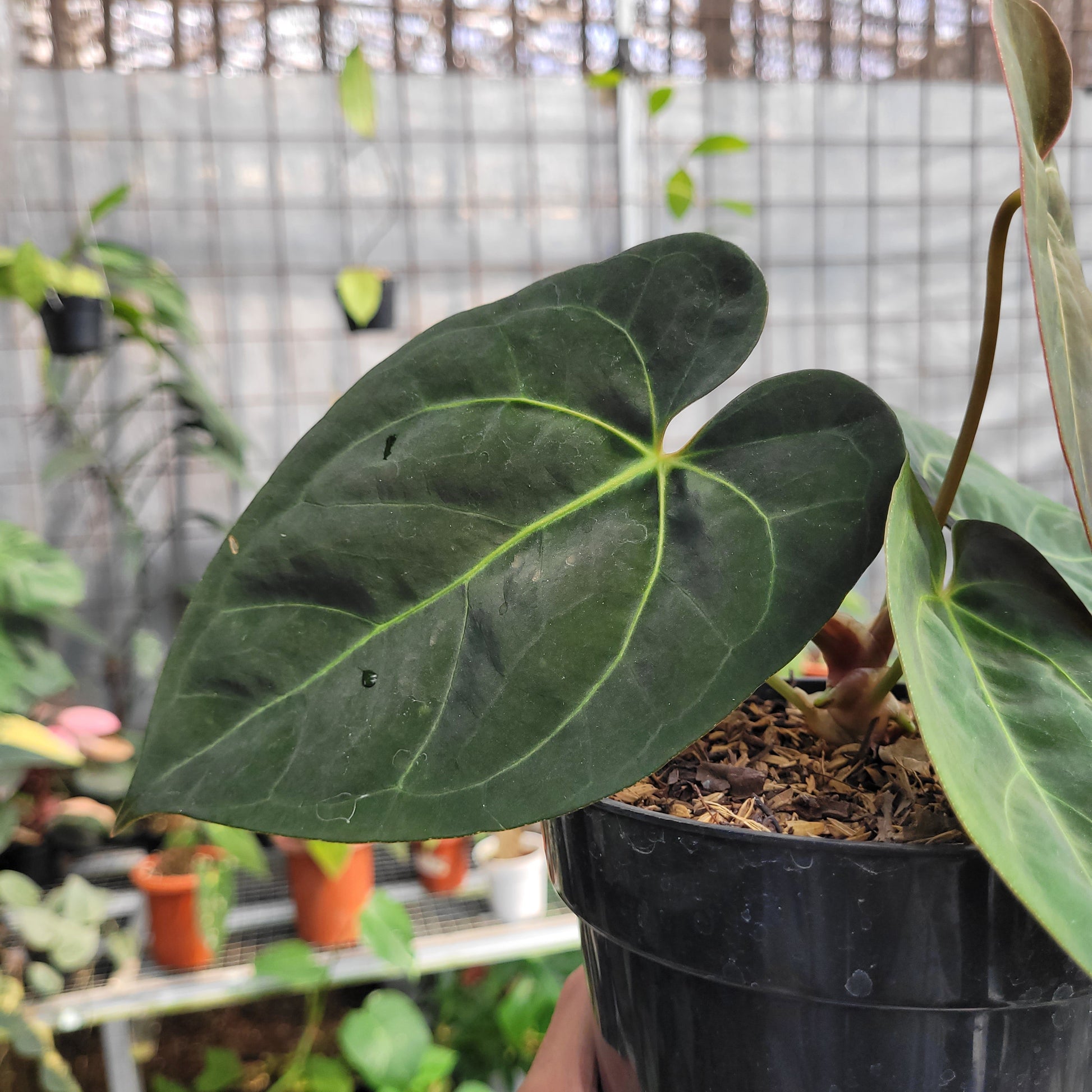 Anthurium dressleri indo type x Blue xone — photo 5