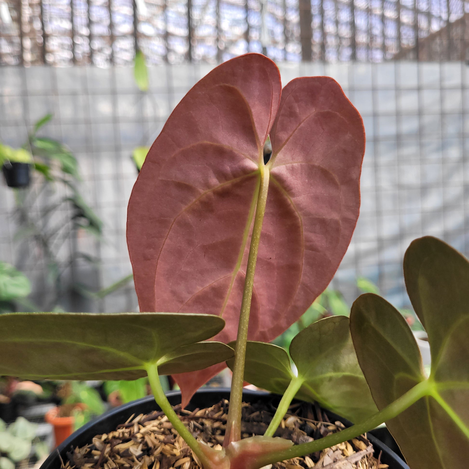 Anthurium dressleri indo type x Blue xone — photo 3