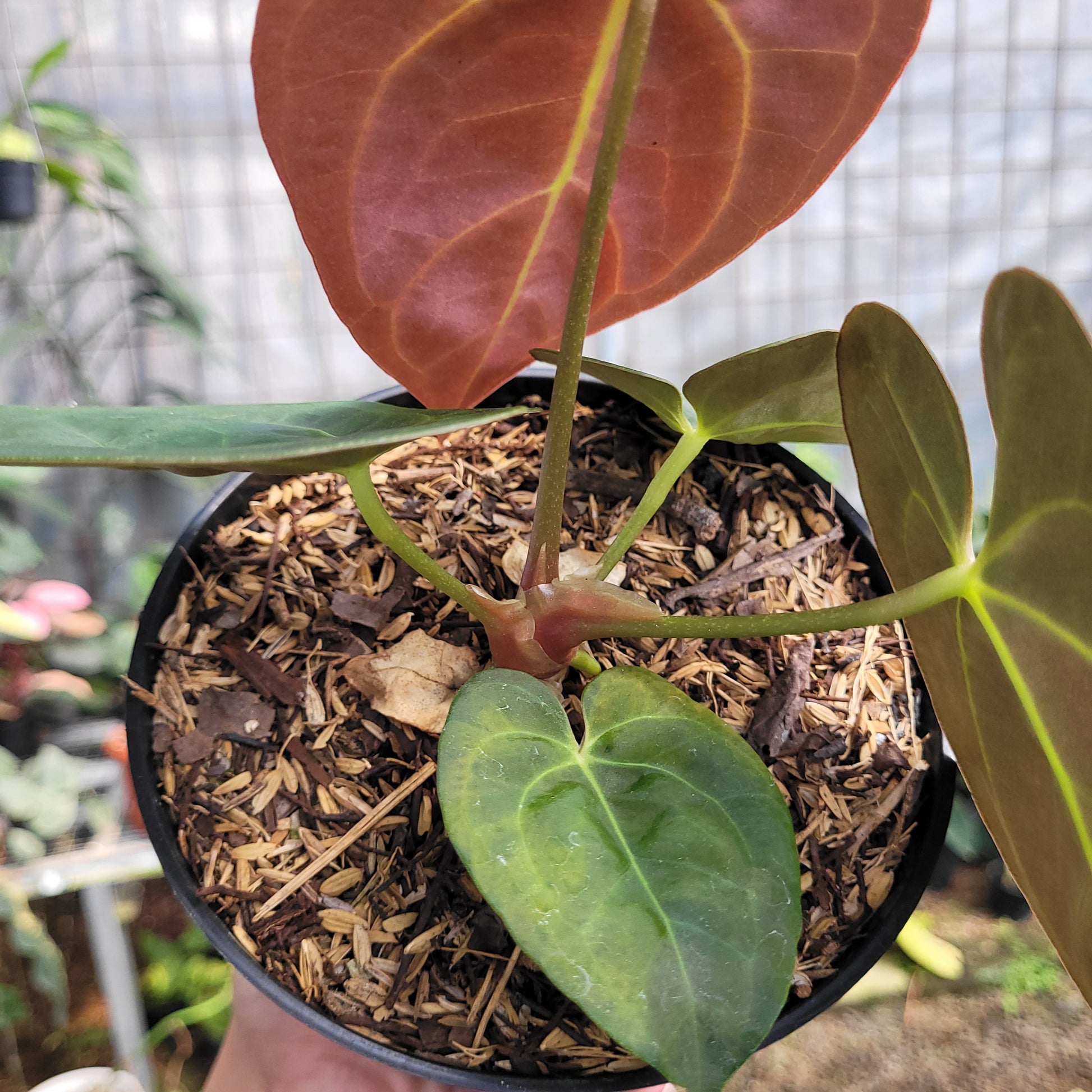 Anthurium dressleri indo type x Blue xone — photo 4