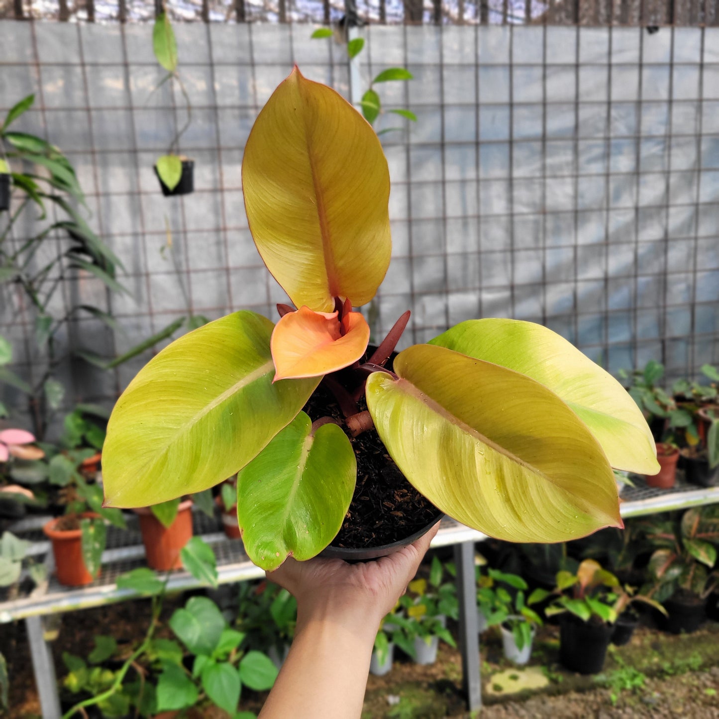 Philodendron Orange Juice — rare Indonesian plant
