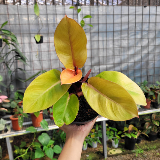 Philodendron Orange Juice — rare Indonesian plant