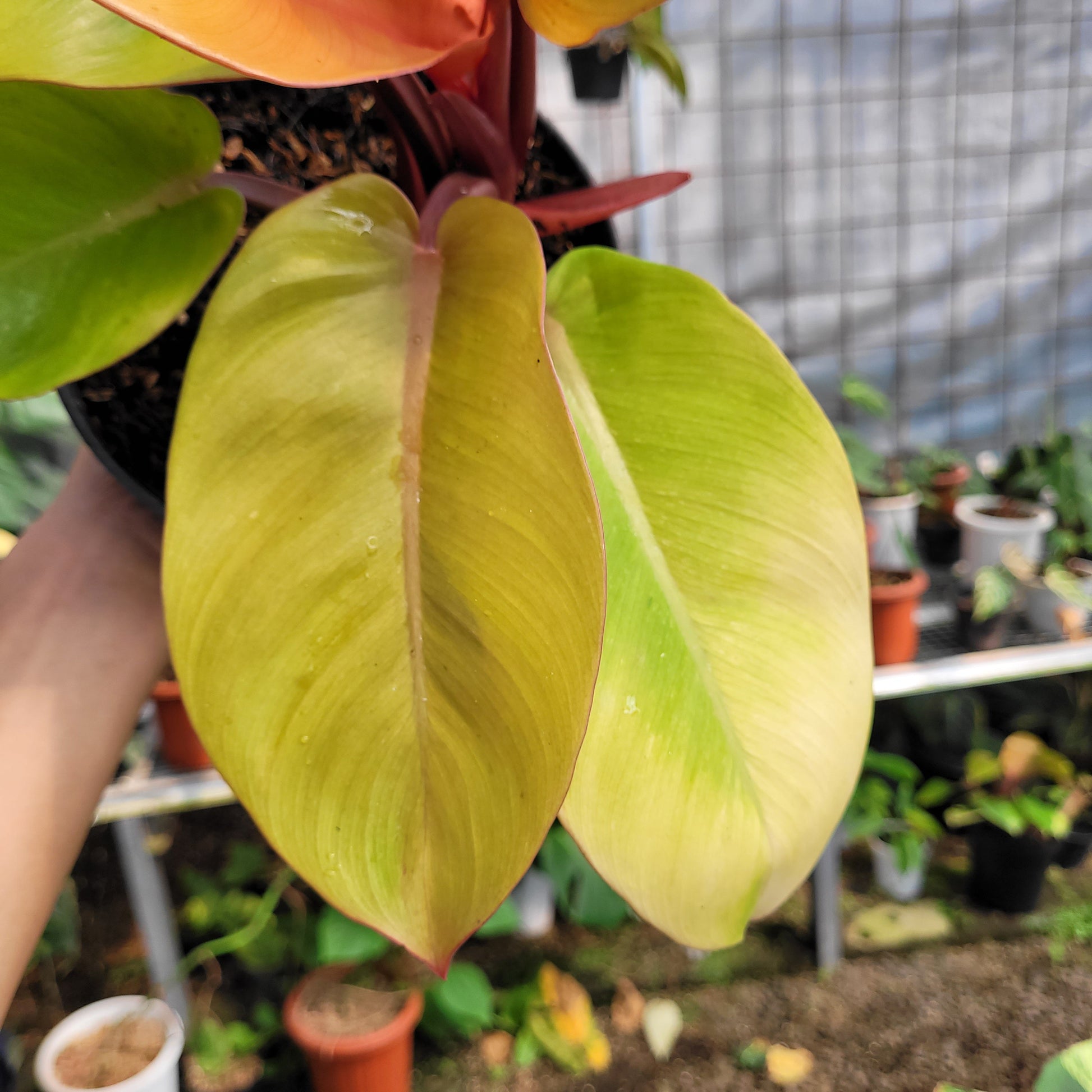 Philodendron Orange Juice — photo 3