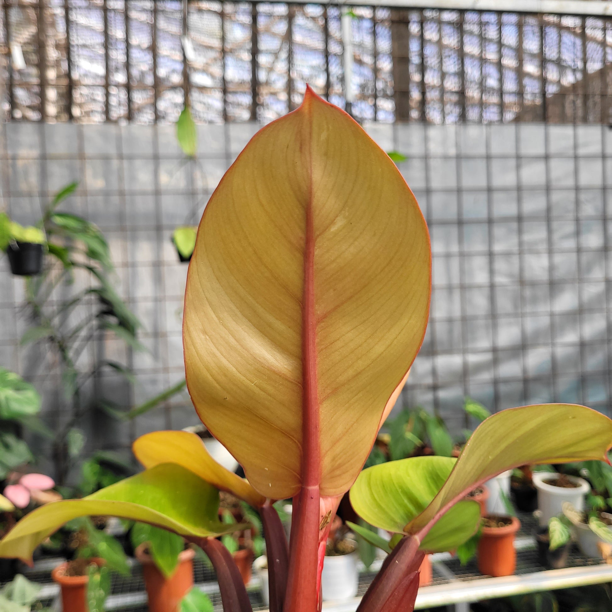Philodendron Orange Juice — photo 4