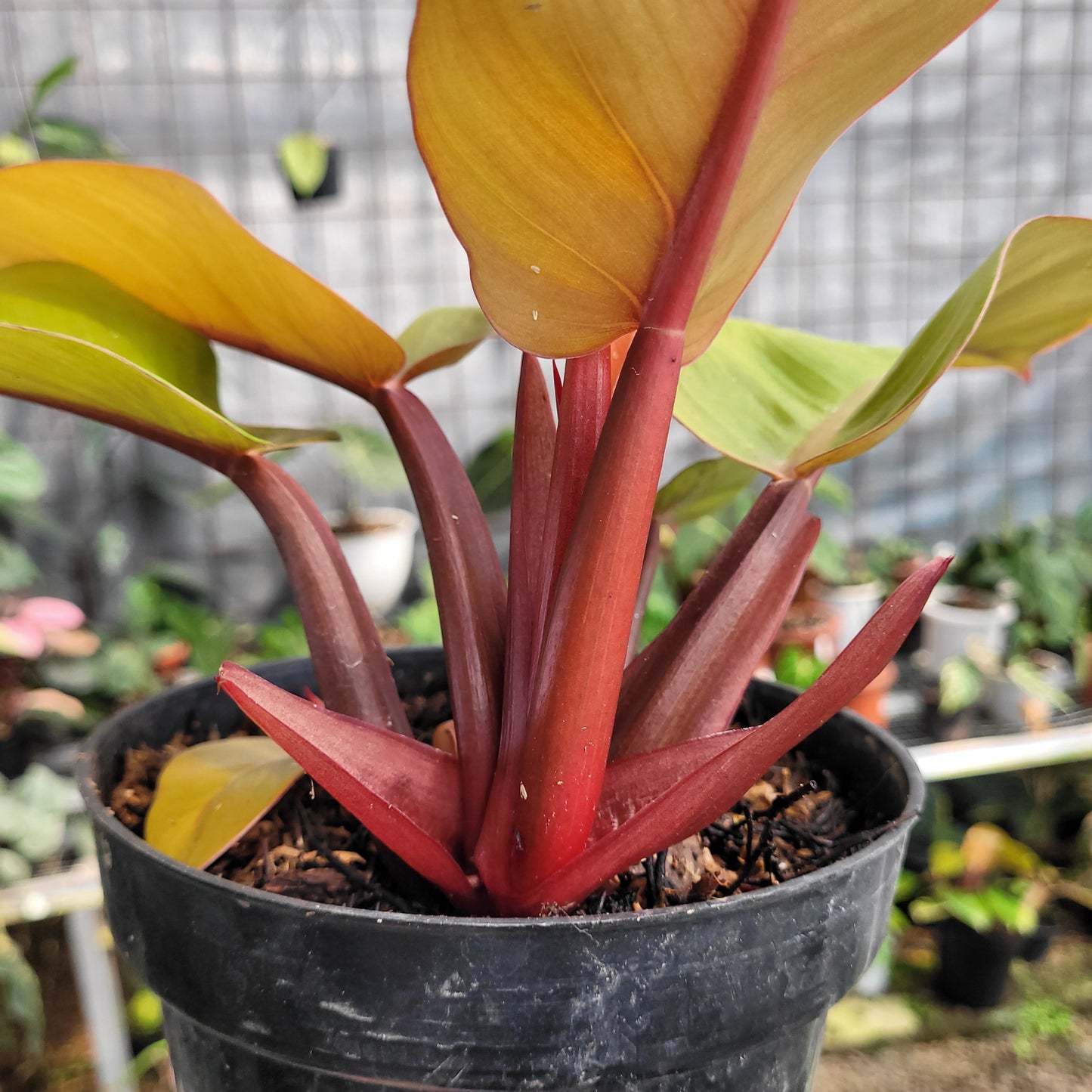 Philodendron Orange Juice — photo 5