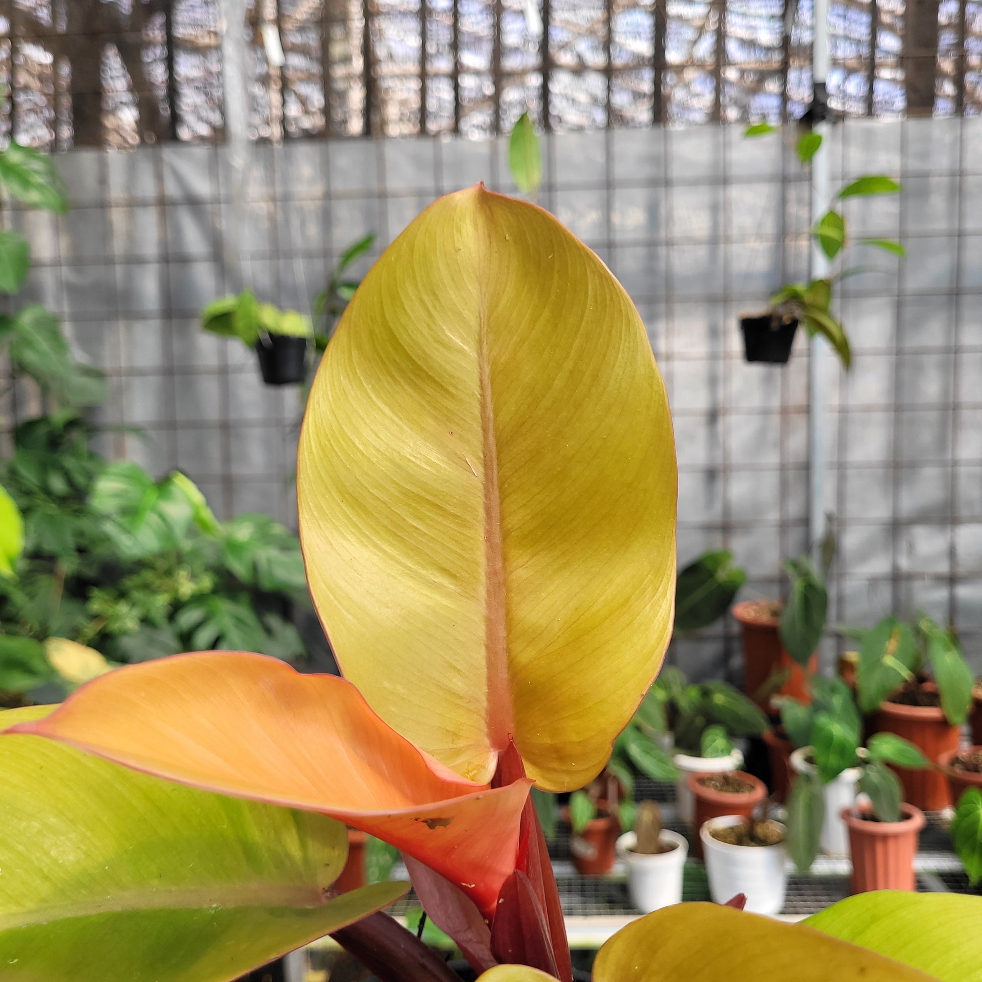 Philodendron Orange Juice — photo 2