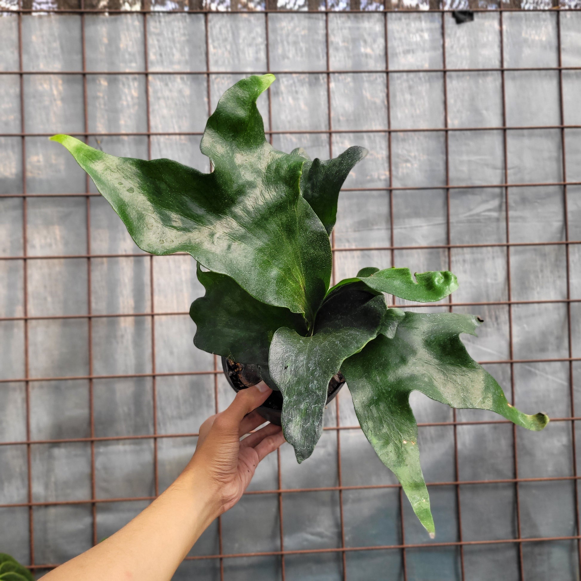 Platycerium Hillii — rare Indonesian plant