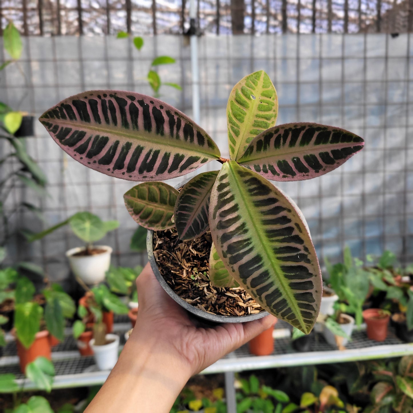 Labisia SP Riau 'Fishbone' — rare Indonesian plant