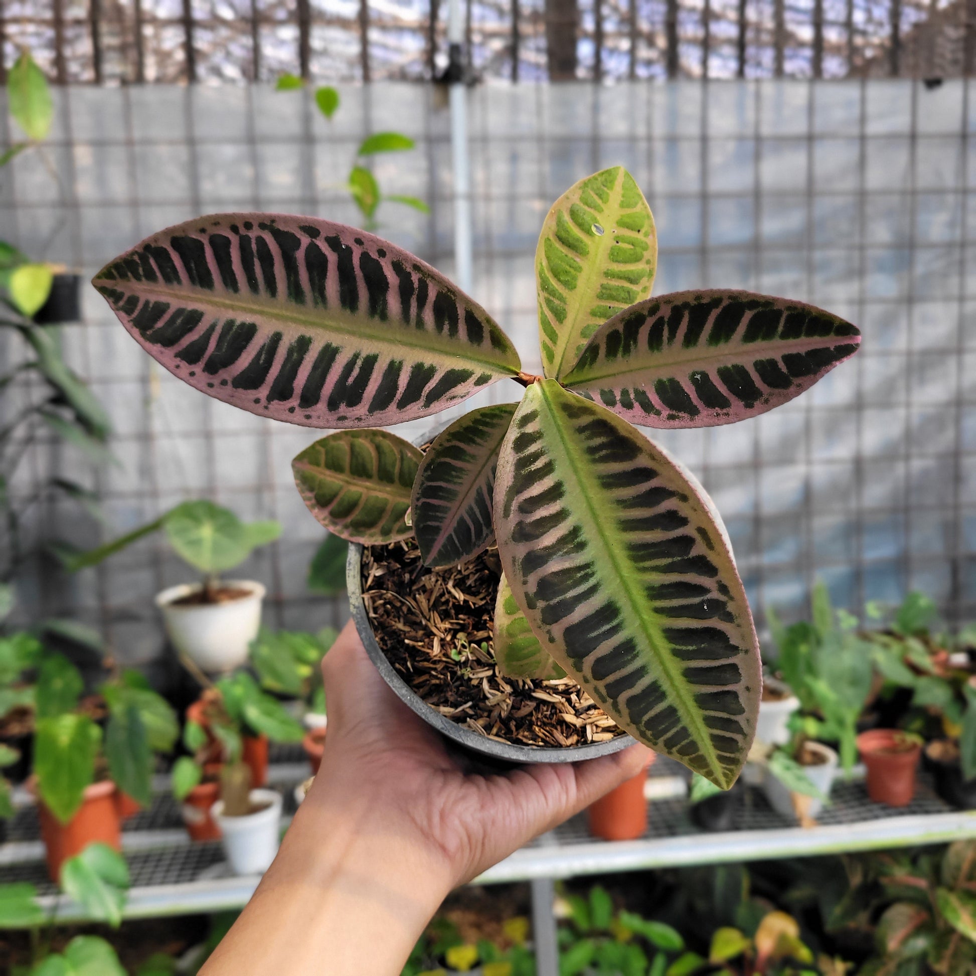 Labisia SP Riau 'Fishbone' — rare Indonesian plant