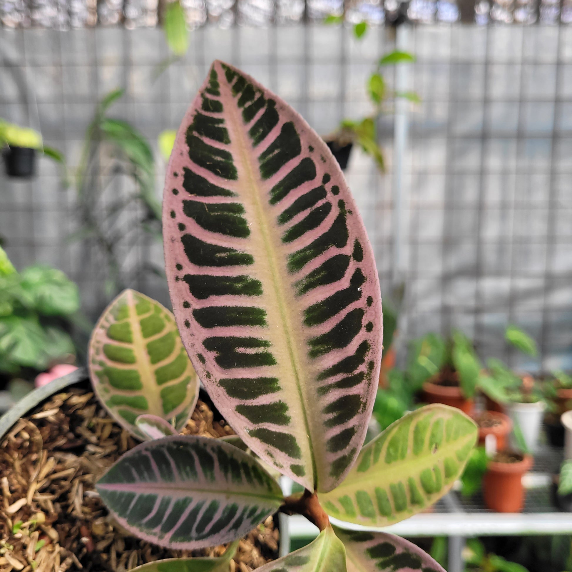 Labisia SP Riau 'Fishbone' — photo 2