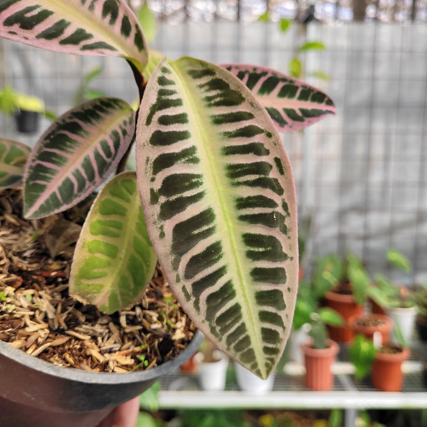 Labisia SP Riau 'Fishbone' — photo 3