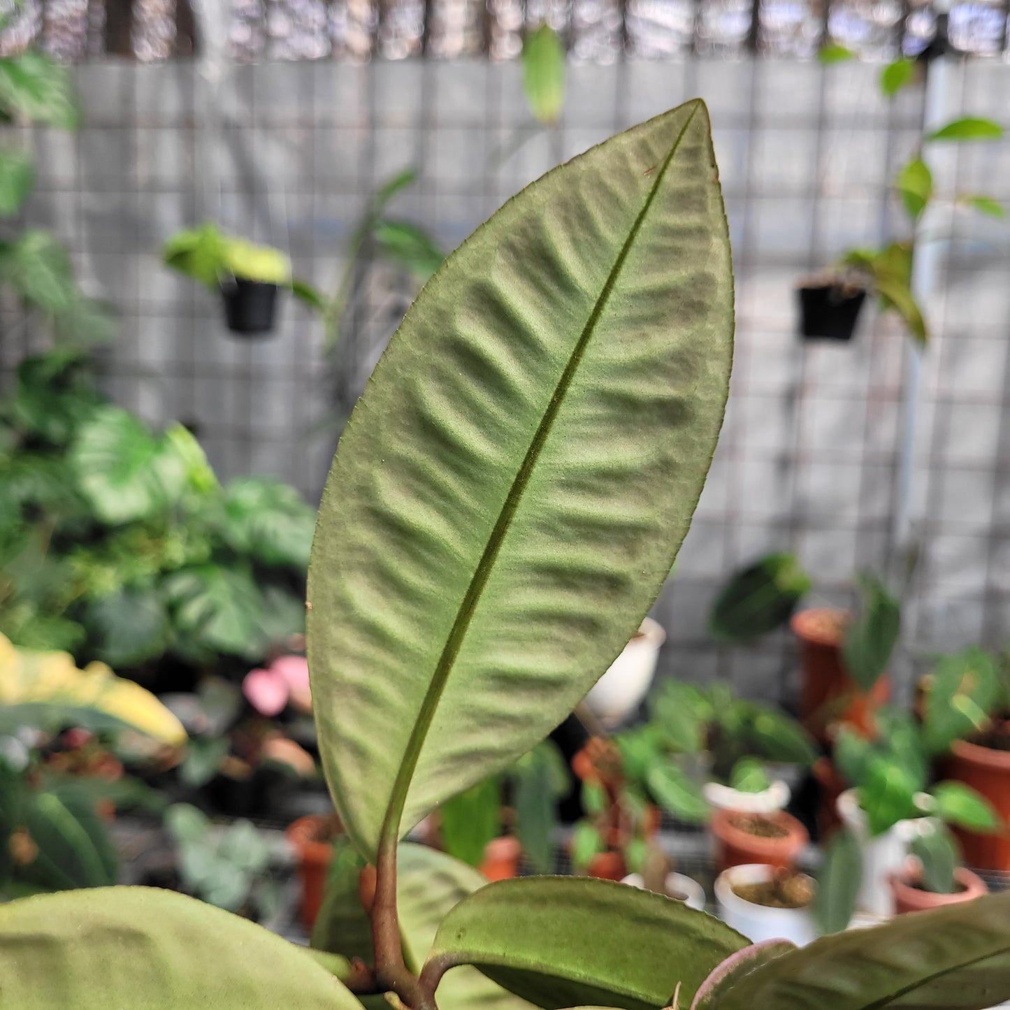 Labisia SP Riau 'Fishbone' — photo 4