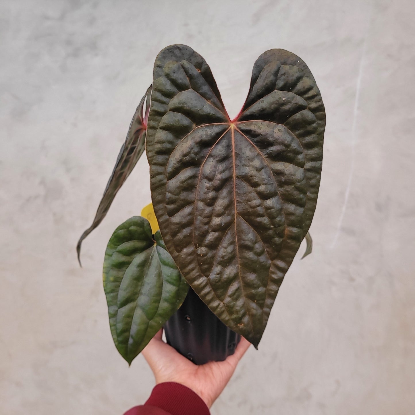 Anthurium Fort Sherman x Anthurium Luxurian (Athos) — rare Indonesian plant