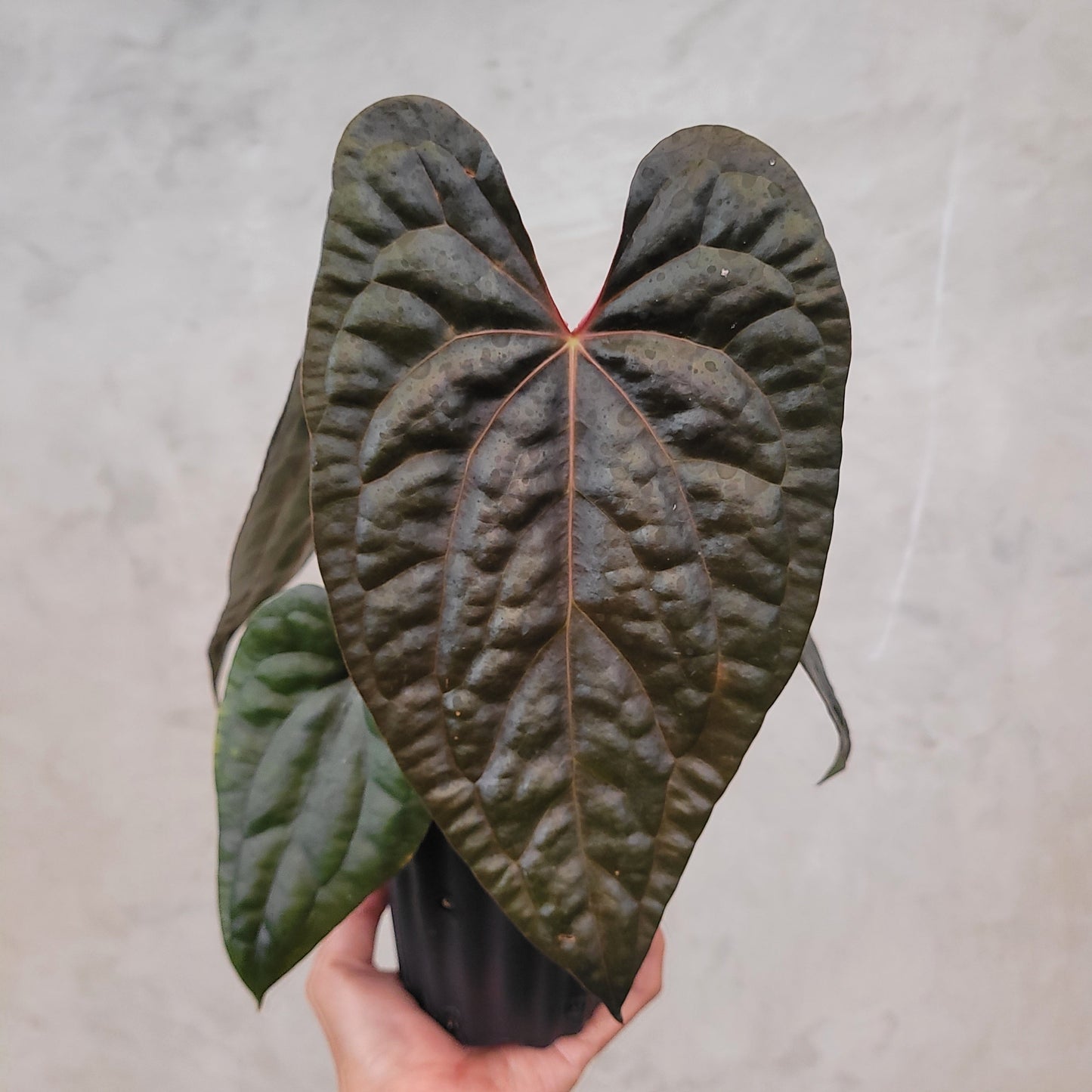 Anthurium Fort Sherman x Anthurium Luxurian (Athos) — photo 6