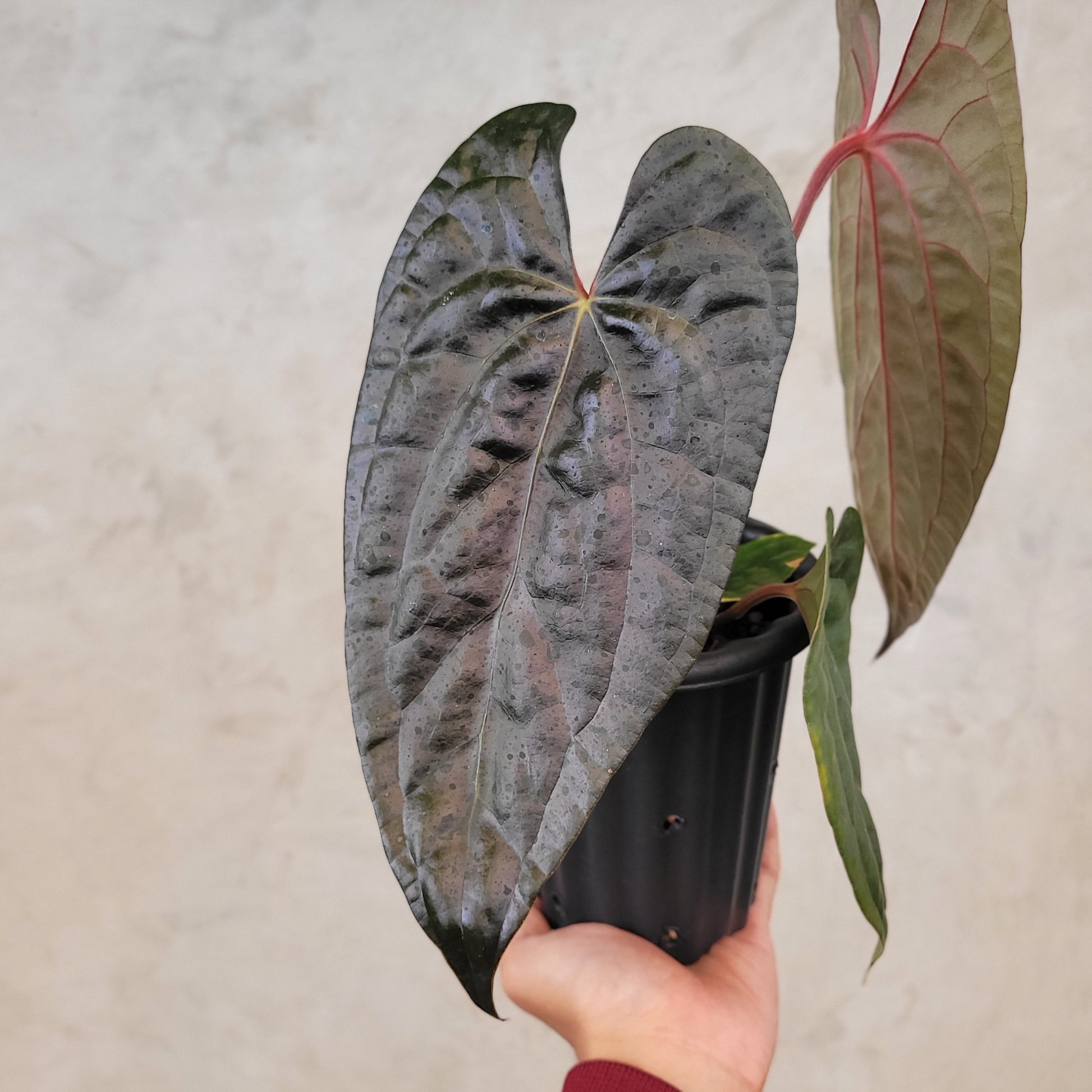 Anthurium Fort Sherman x Anthurium Luxurian (Athos) — photo 2