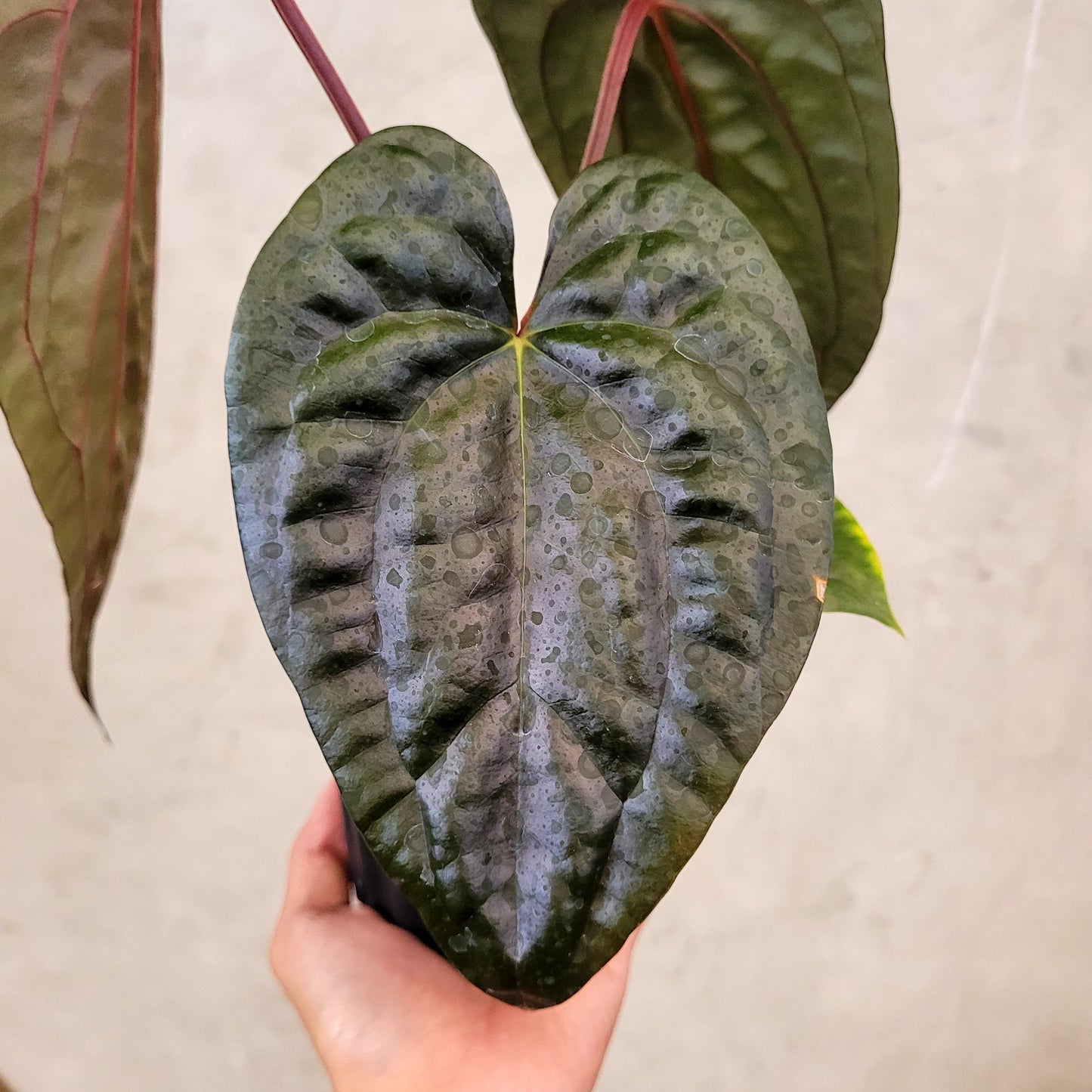 Anthurium Fort Sherman x Anthurium Luxurian (Athos) — photo 3