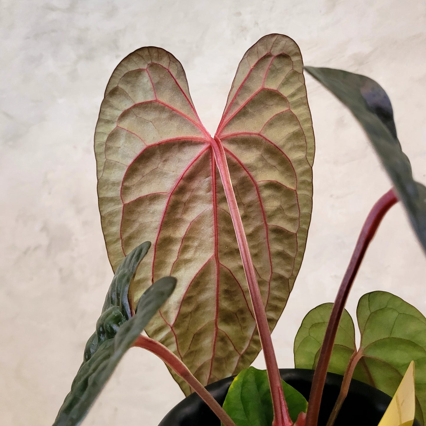 Anthurium Fort Sherman x Anthurium Luxurian (Athos) — photo 4