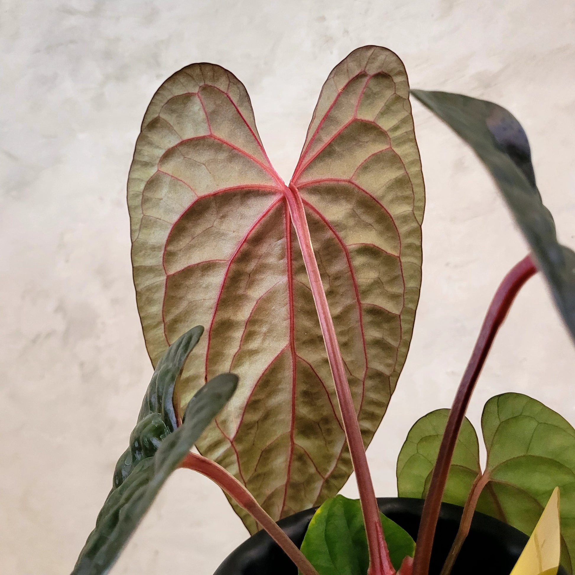 Anthurium Fort Sherman x Anthurium Luxurian (Athos) — photo 4
