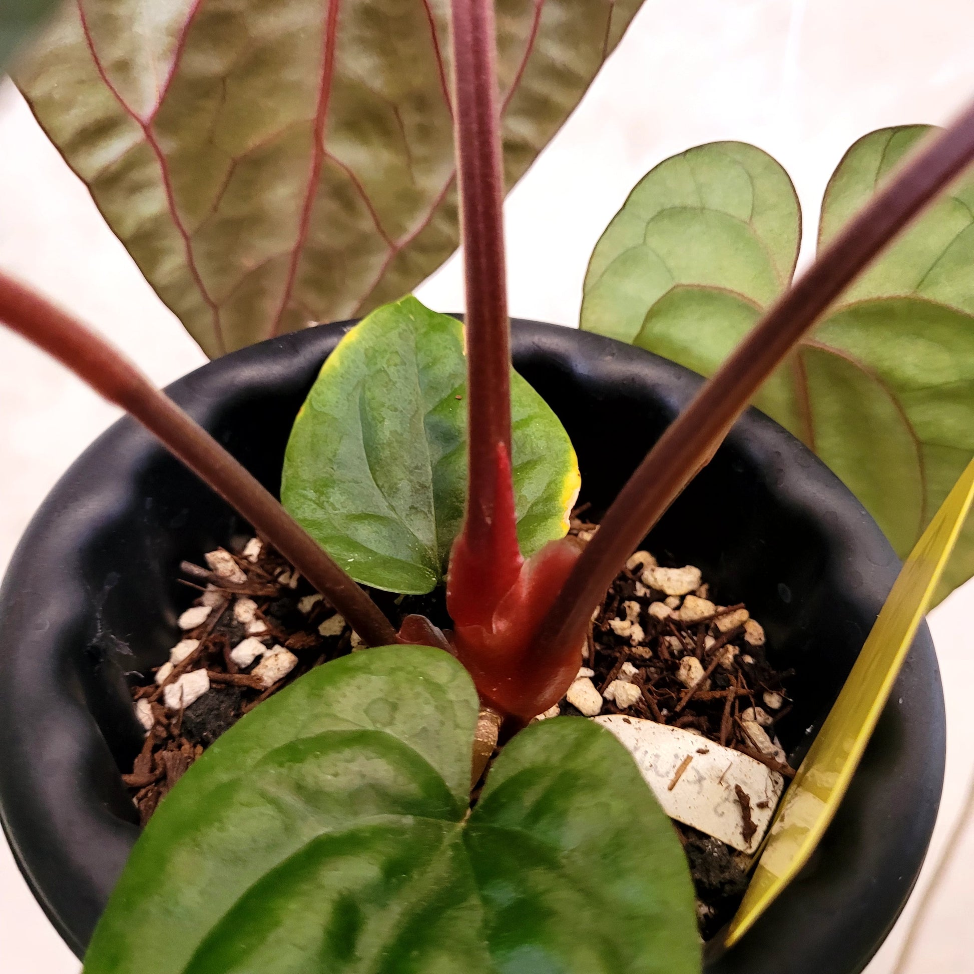 Anthurium Fort Sherman x Anthurium Luxurian (Athos) — photo 5