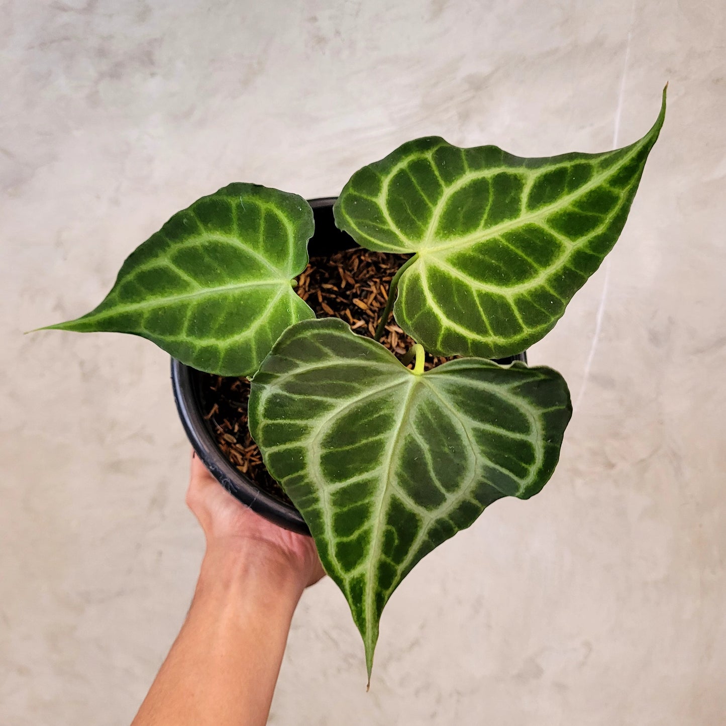 Anthurium King Clarinervium — rare Indonesian plant