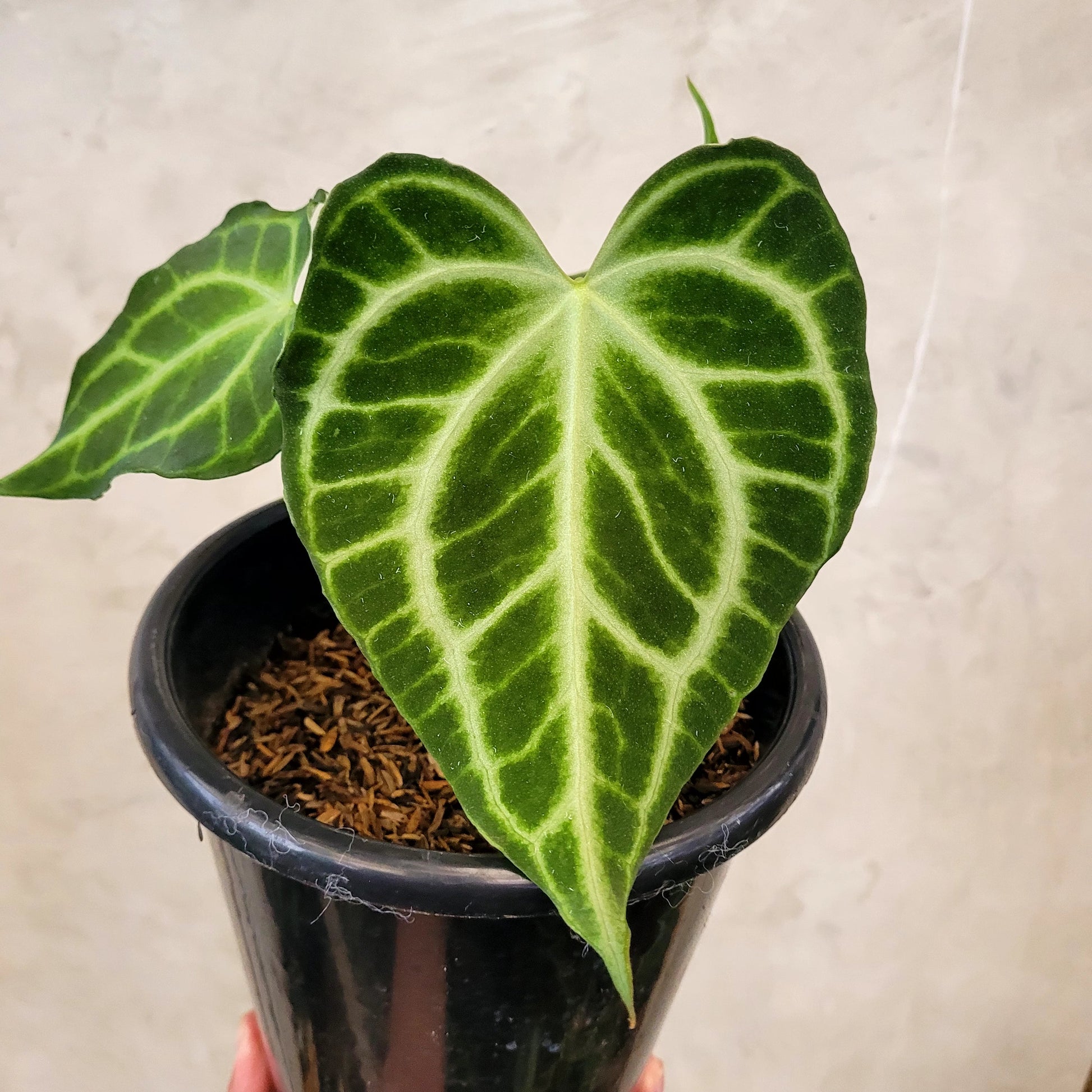 Anthurium King Clarinervium — photo 2