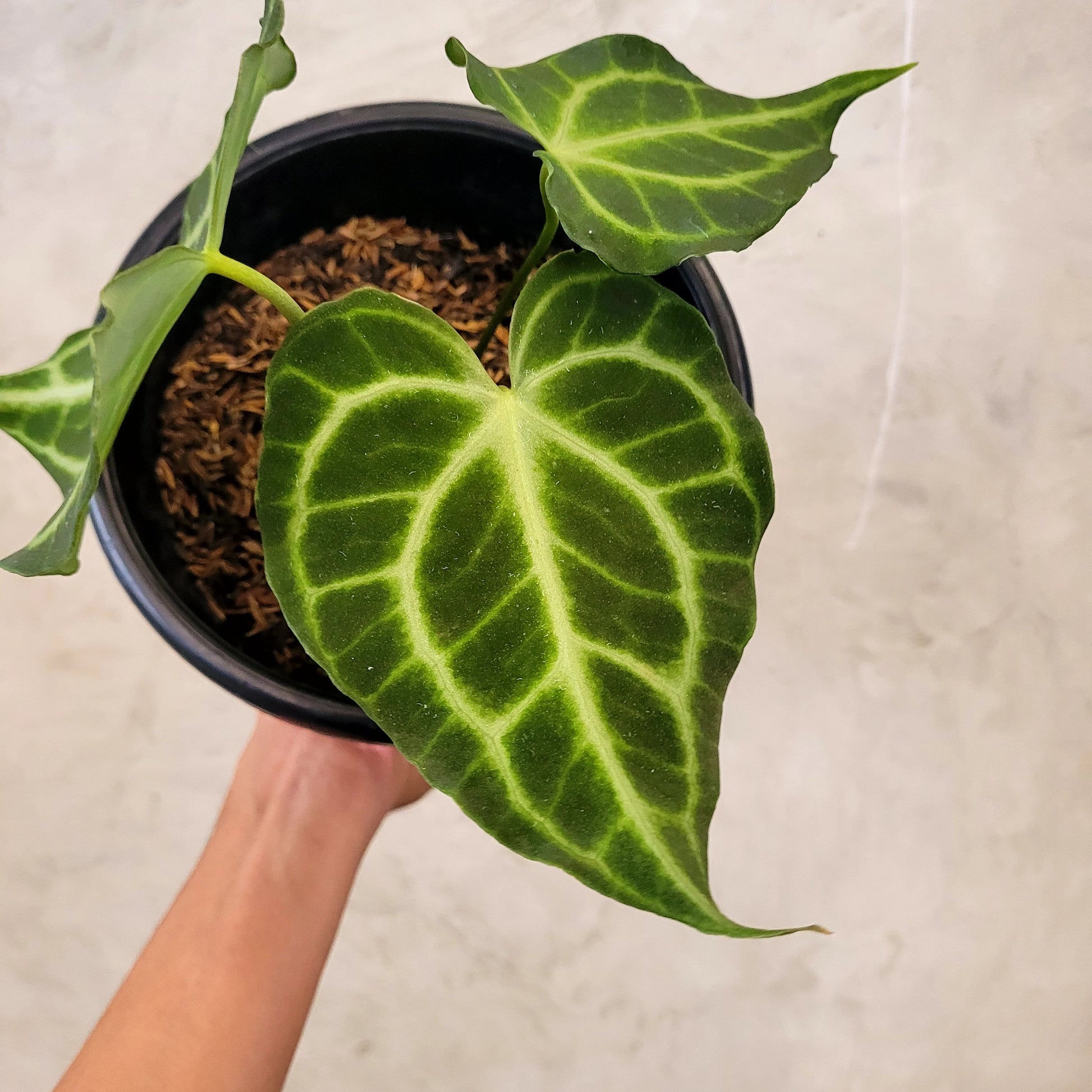 Anthurium King Clarinervium — photo 3