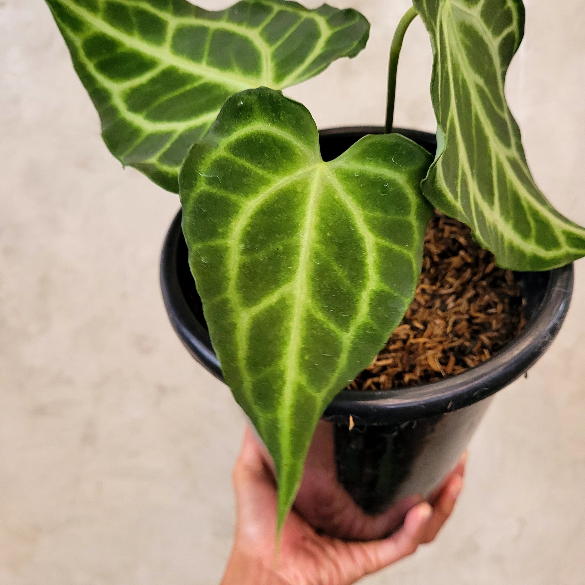 Anthurium King Clarinervium — photo 4