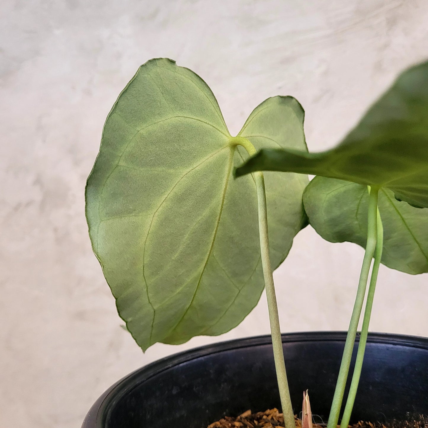 Anthurium King Clarinervium — photo 5