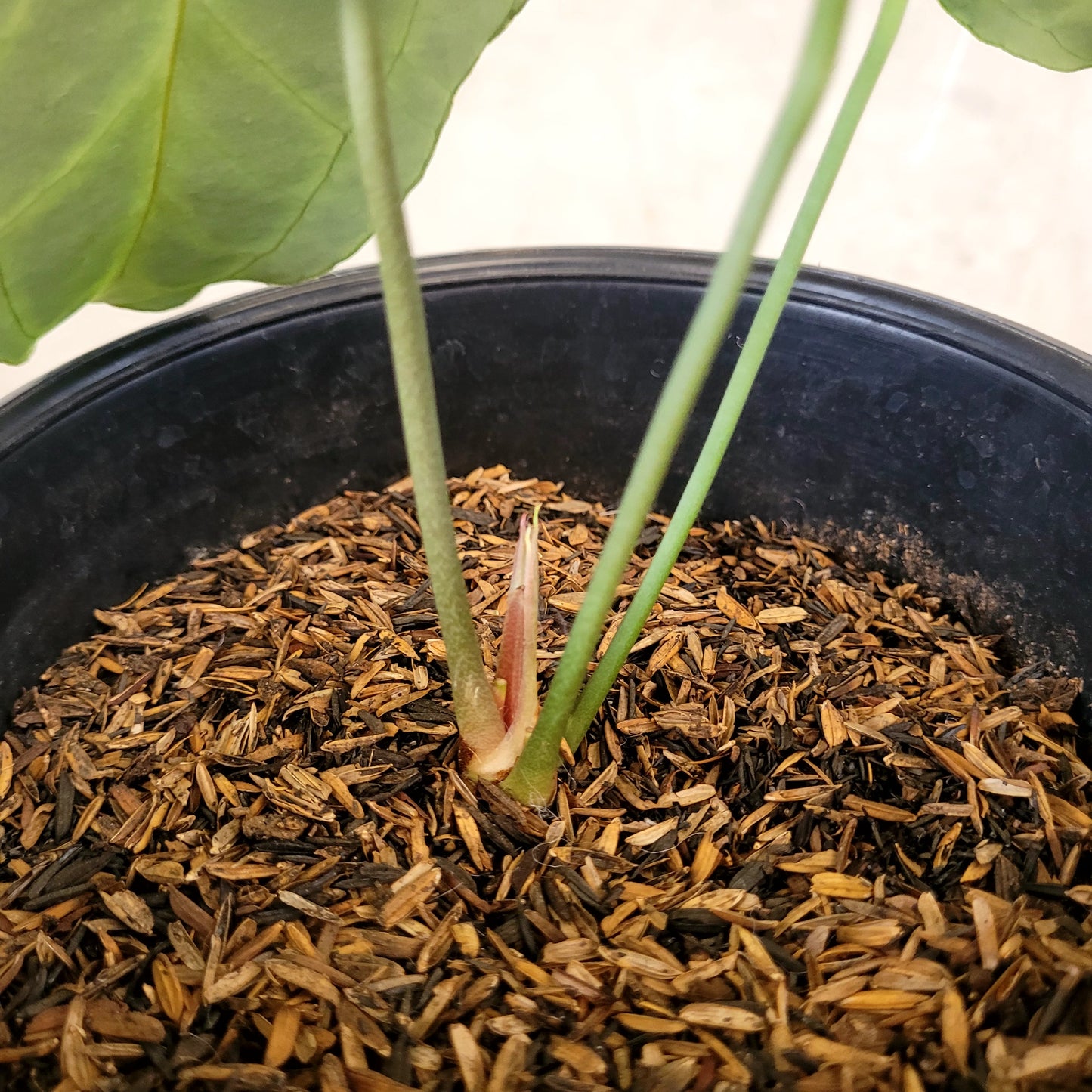 Anthurium King Clarinervium — photo 6